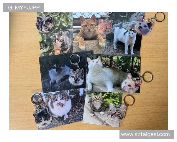 猫咪如何通过努力训练与机遇成为足球场上的明星宠物